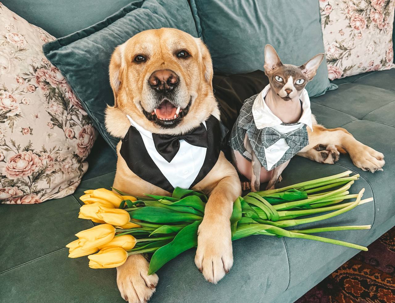 Проживание домашних животных